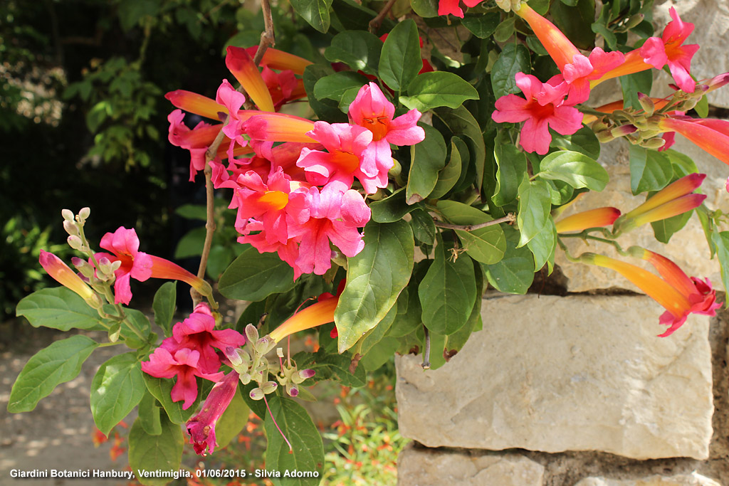 Giardini botanici Hanbury - Esplosione di colore