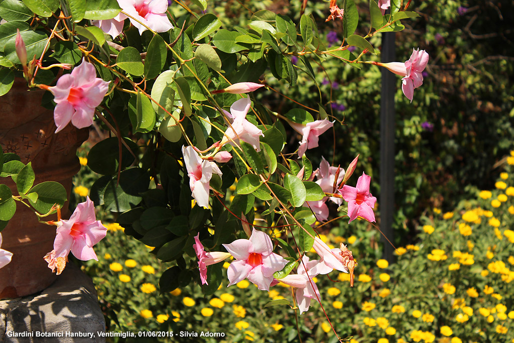 Giardini botanici Hanbury - All'ingresso